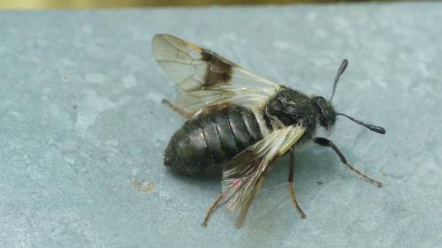Abia fasciata